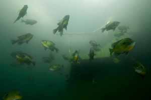 scuba with fishes