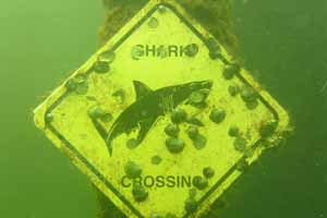 shark crossing!